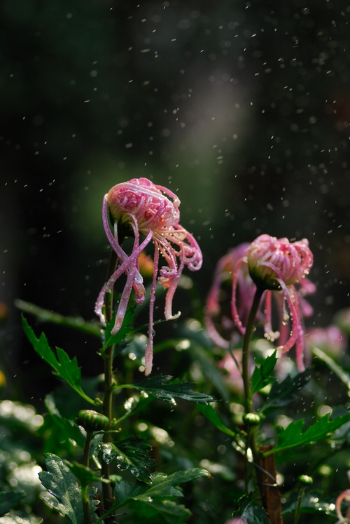 赏菊（整理中）
