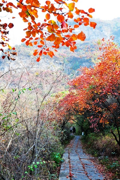 靳家岭秋韵