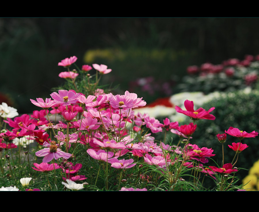 赏菊（整理中）