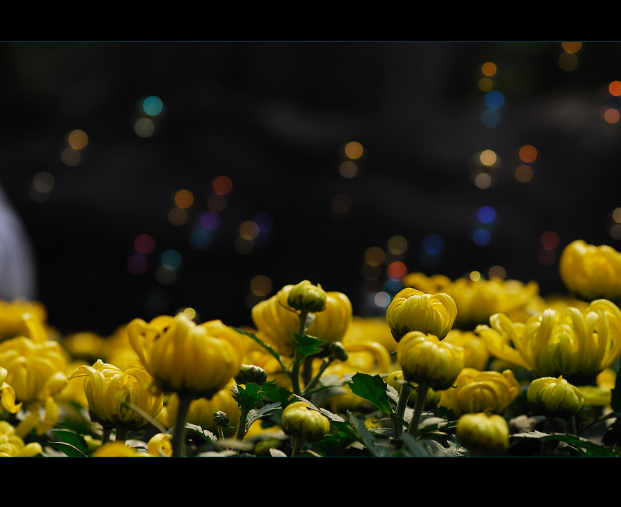 赏菊（整理中）