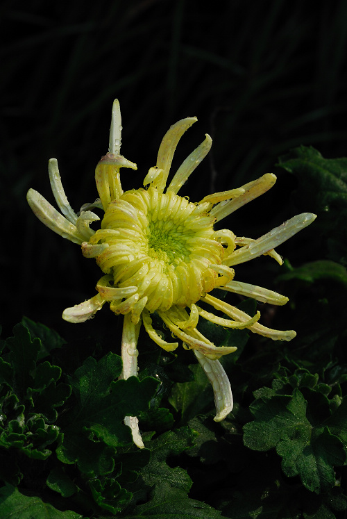 赏菊（整理中）