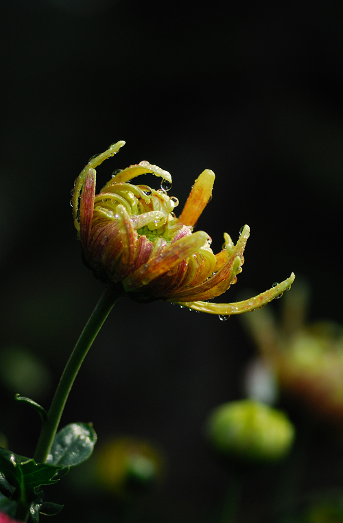 赏菊（整理中）