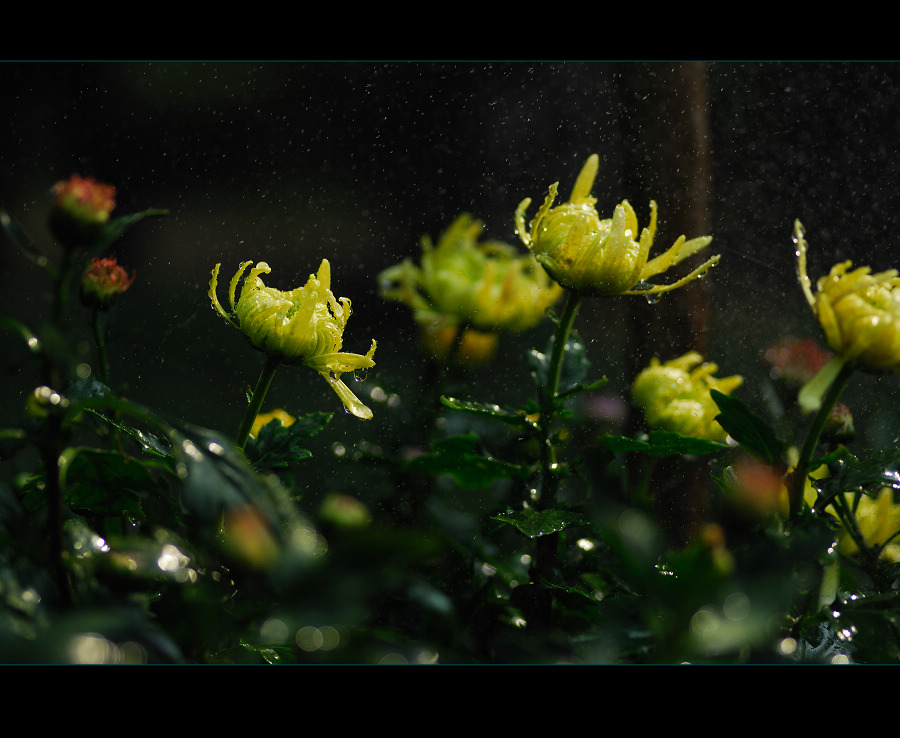 赏菊（整理中）