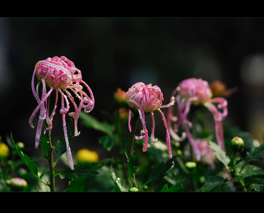 赏菊（整理中）