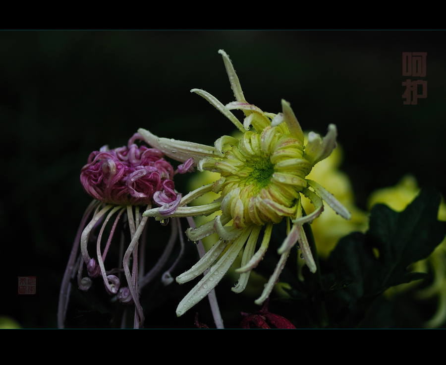 赏菊（整理中）