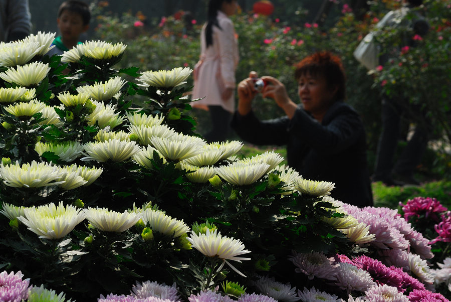 赏菊（整理中）