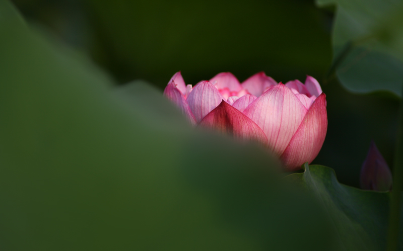 那时花开（不断添加中）