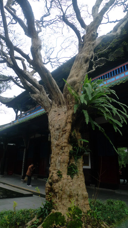 行行摄摄四川游