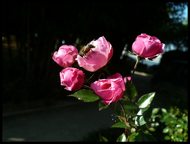 小花