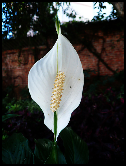 小花