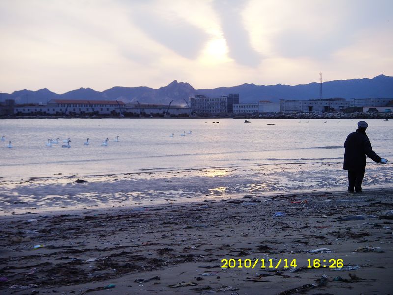 来俺山东拍天鹅