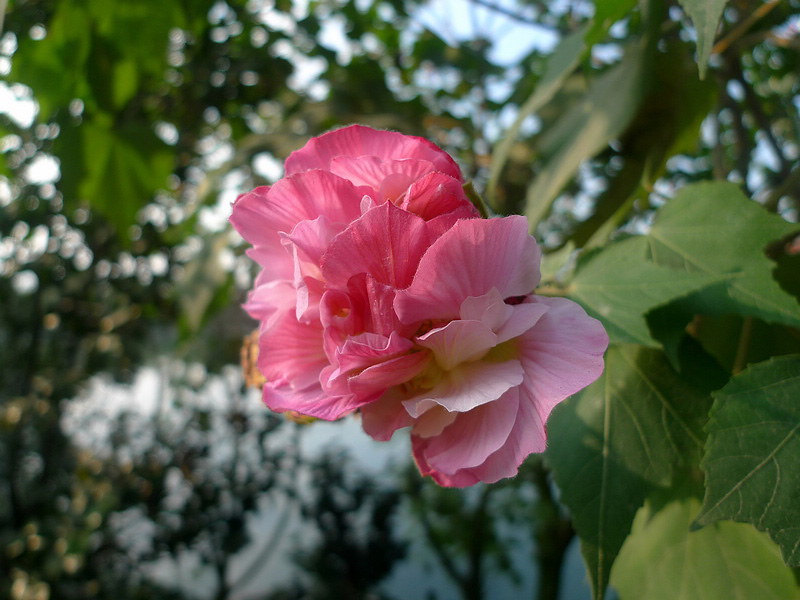 梅兰竹菊花卉帖