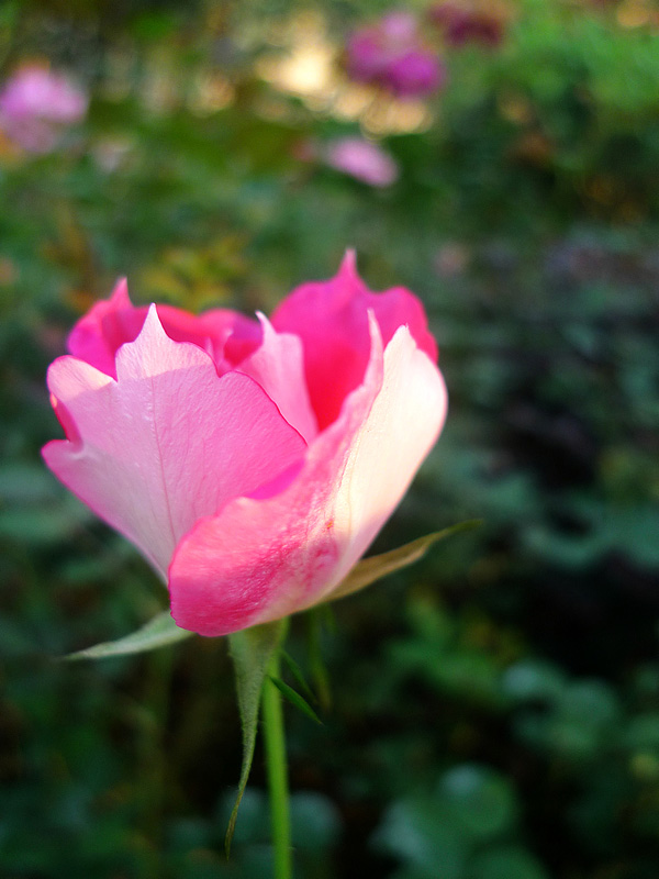 梅兰竹菊花卉帖
