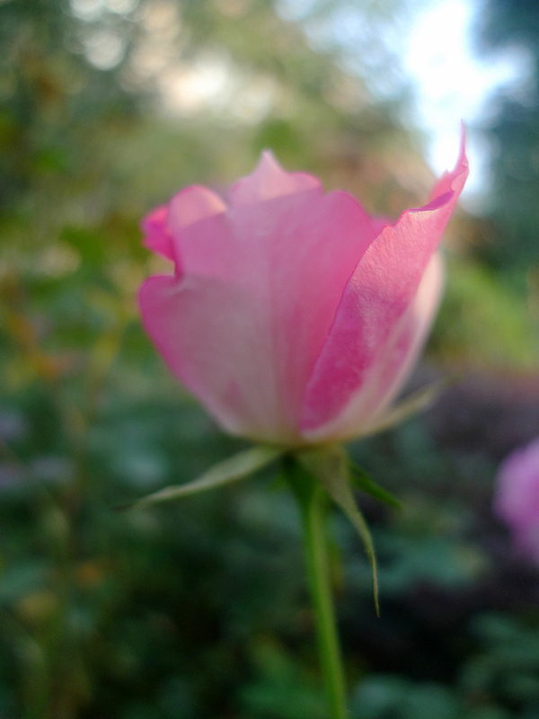 梅兰竹菊花卉帖