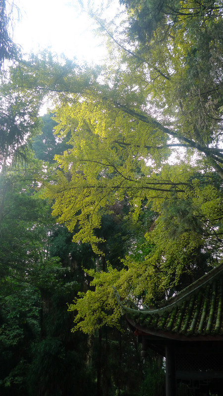 行行摄摄四川游之峨眉山