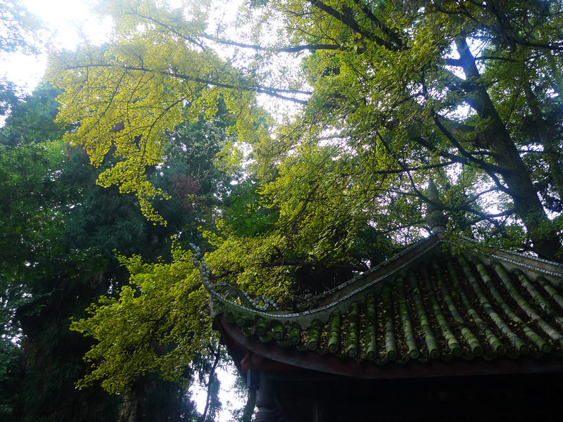 行行摄摄四川游之峨眉山