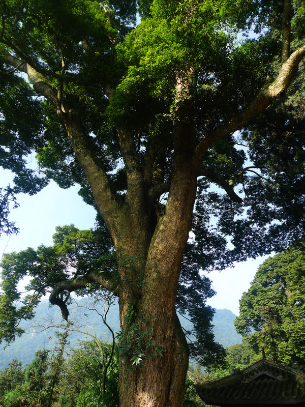 行行摄摄四川游之峨眉山