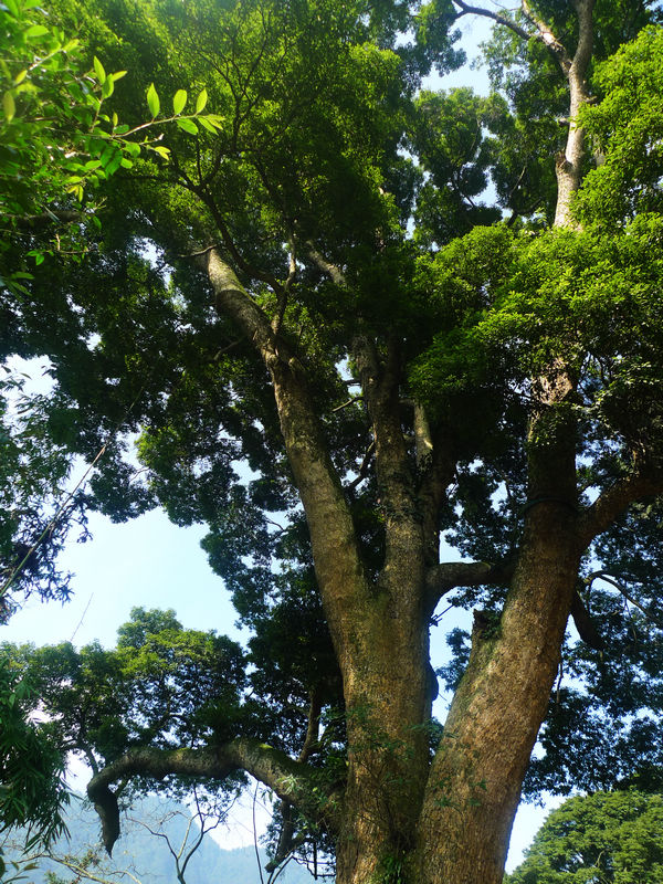 行行摄摄四川游之峨眉山