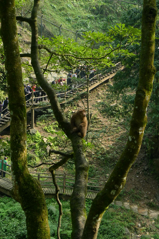 行行摄摄四川游之峨眉山