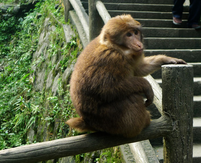 行行摄摄四川游之峨眉山
