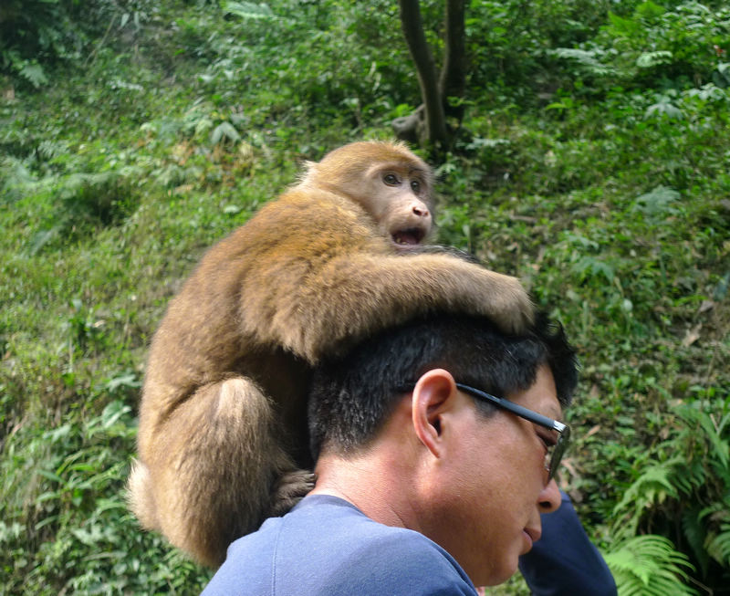 行行摄摄四川游之峨眉山