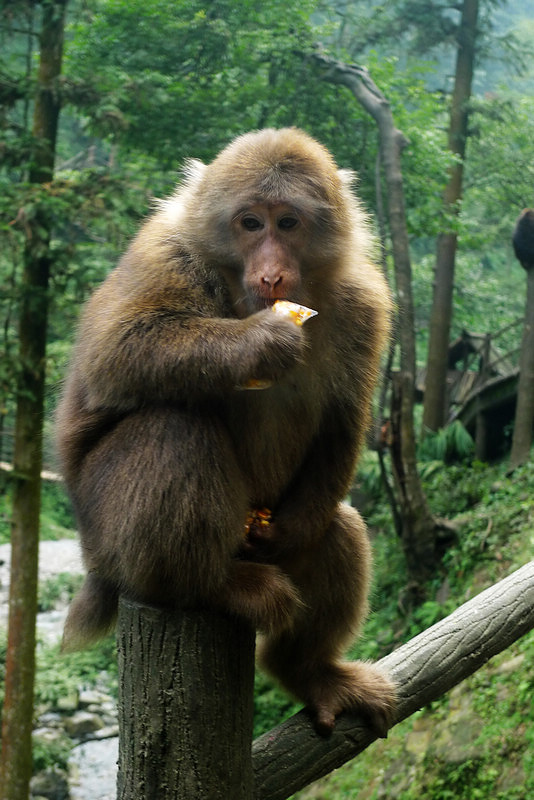 行行摄摄四川游之峨眉山