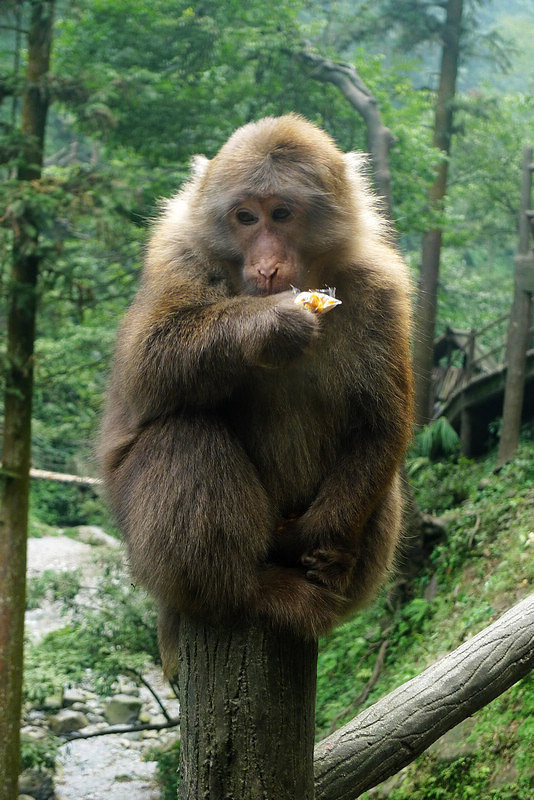 行行摄摄四川游之峨眉山