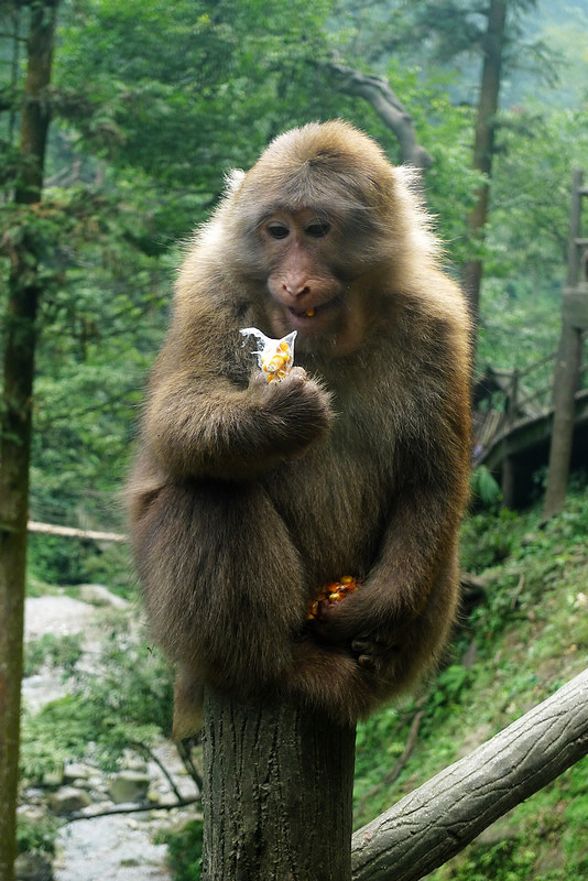 行行摄摄四川游之峨眉山