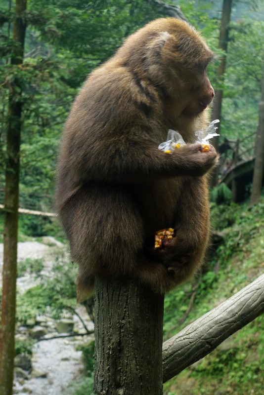 行行摄摄四川游之峨眉山
