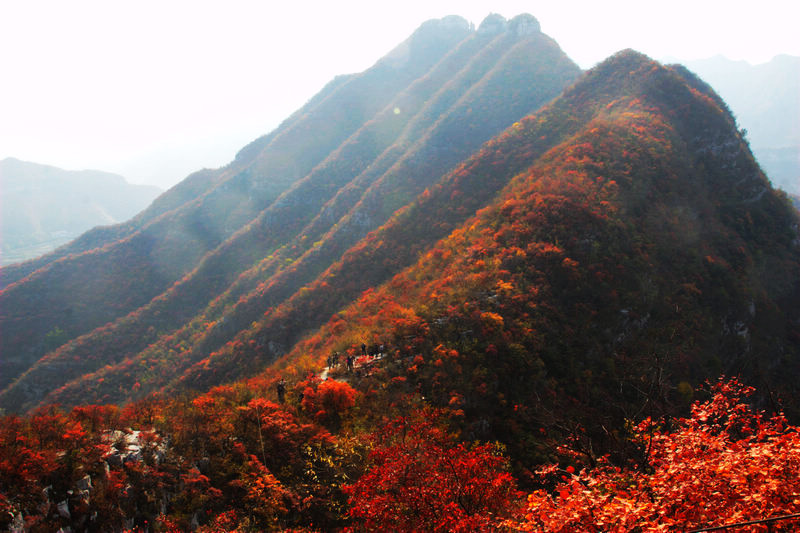秋染太行-靳家岭