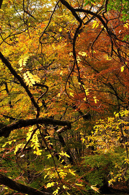 光雾山·红叶之乡