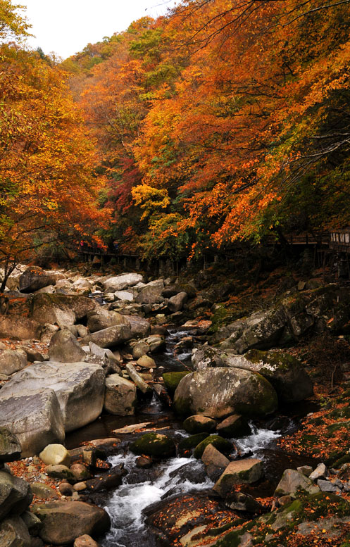 光雾山·红叶之乡