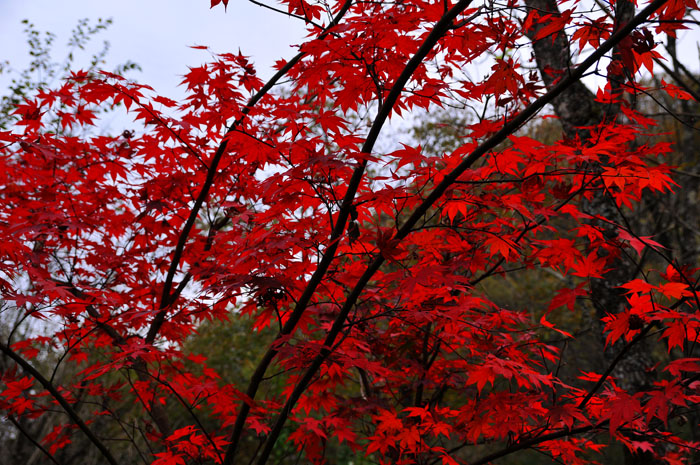 光雾山·红叶之乡