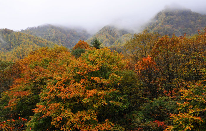 光雾山·红叶之乡