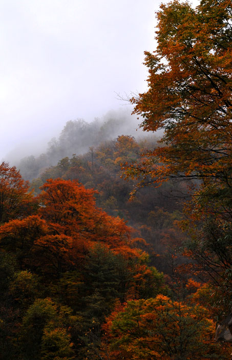 光雾山·红叶之乡