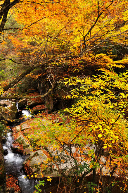 光雾山·红叶之乡