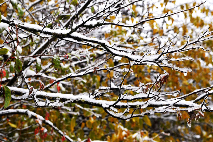 光雾山·初雪之情