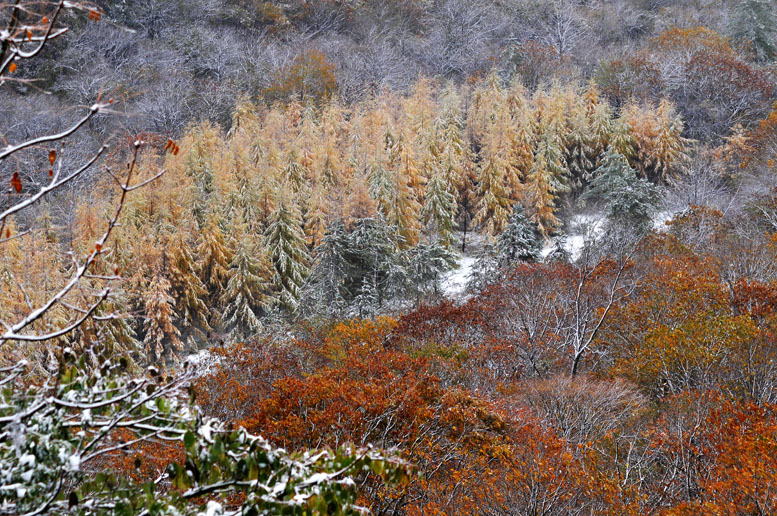 光雾山·初雪之情