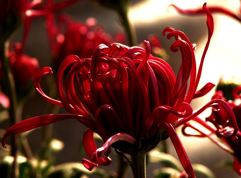 菊花