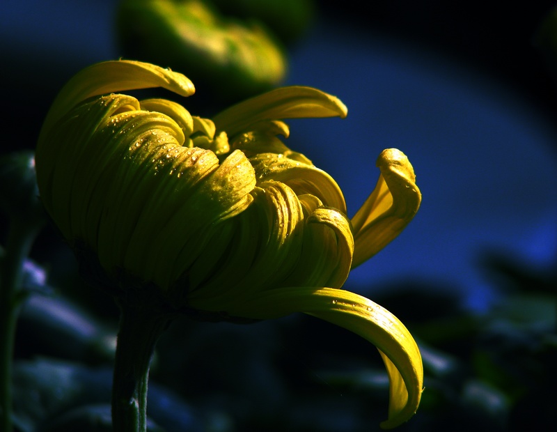 菊花