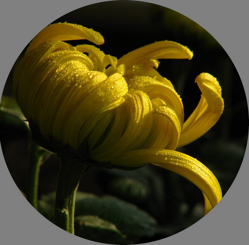 菊花