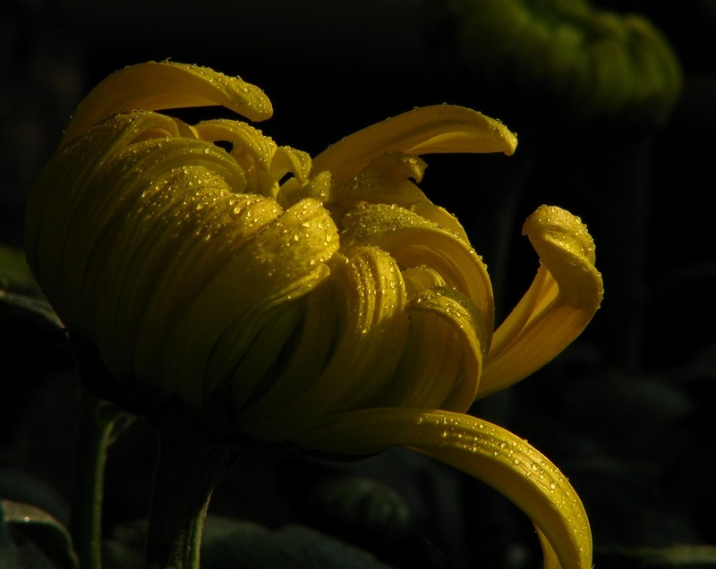 菊花