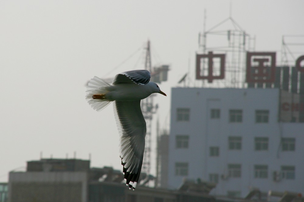 追逐