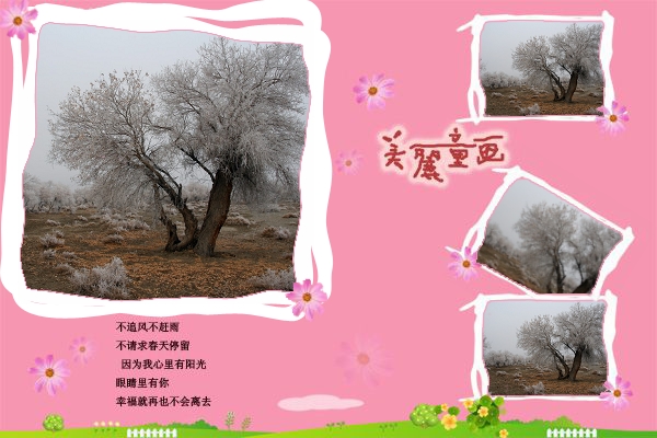 雾松