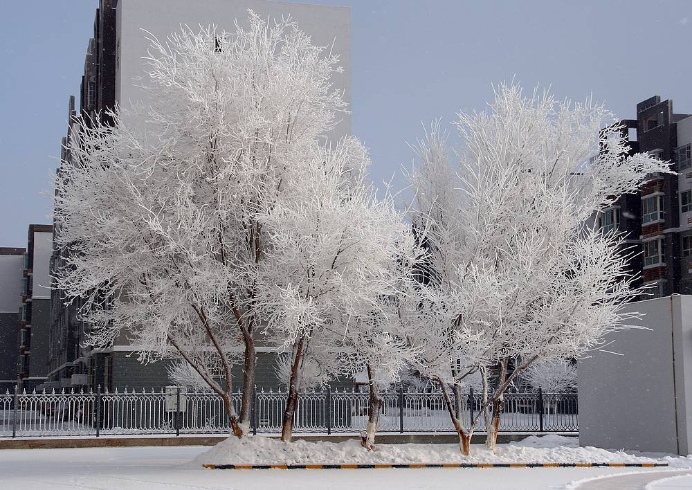 雪雾蒙蒙库尔勒