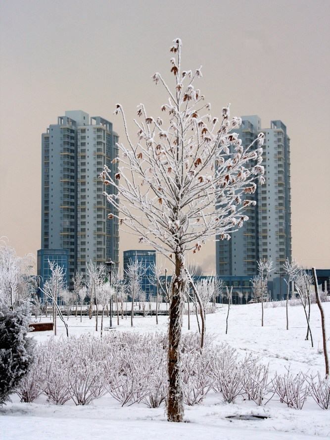雪雾蒙蒙库尔勒