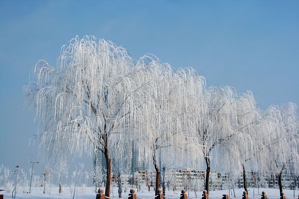 雪雾蒙蒙库尔勒