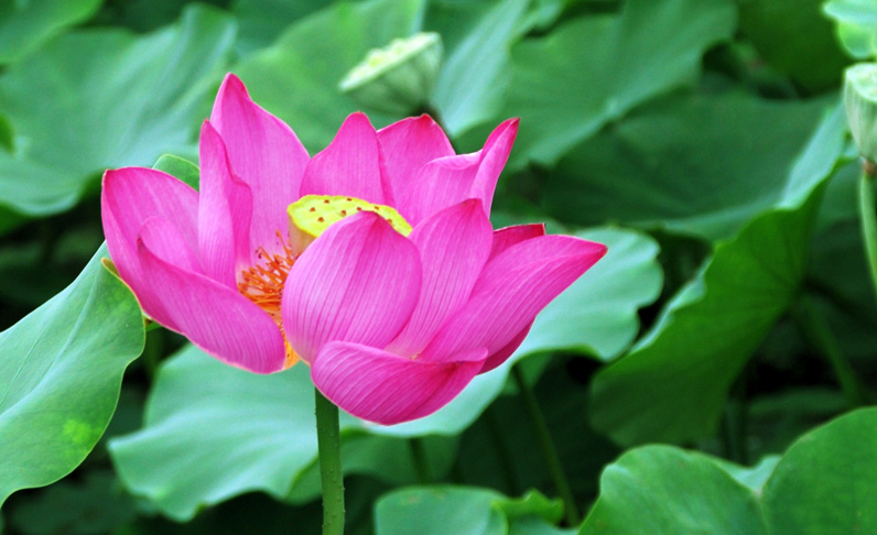 荷——2010年的几枚书签