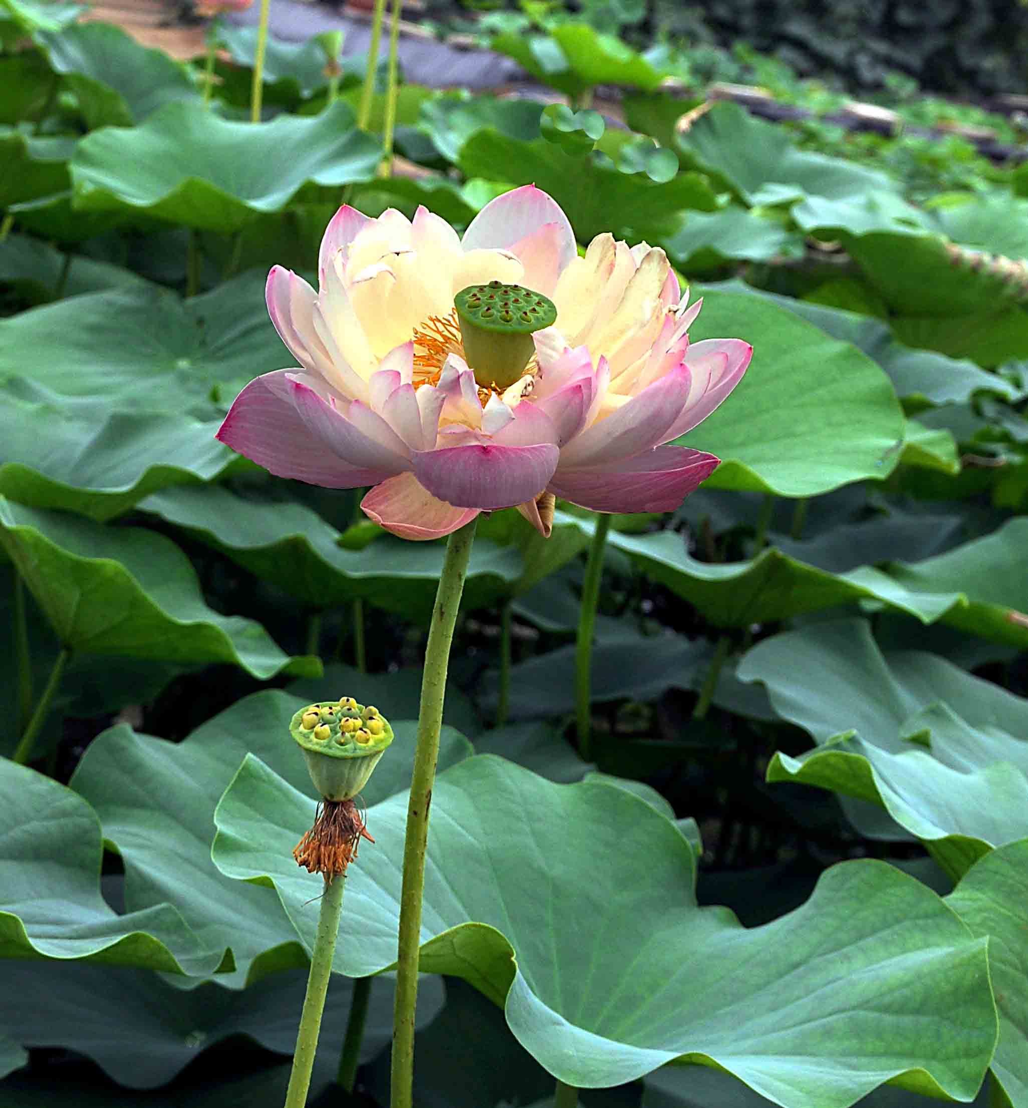 荷——2010年的几枚书签