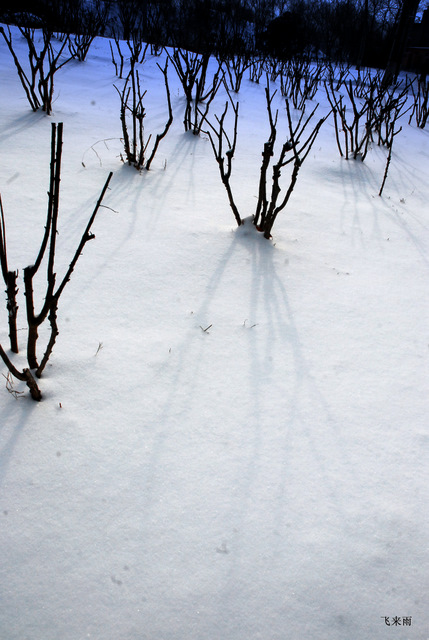 拍雪景去也